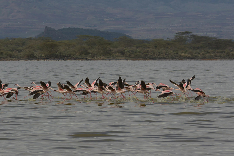Mara Majesty & Nakuru Splendor – 4-Day Wildlife Safari