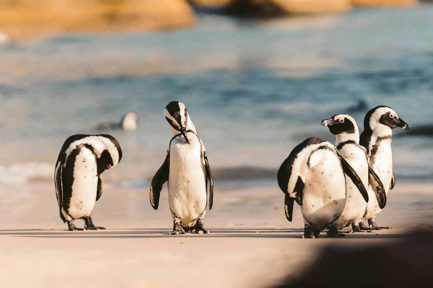 Private Cape Peninsula Tour, Penguins, Cape Point & more... - SOLO Customizable Private Cape Peninsula Tour with Penguins