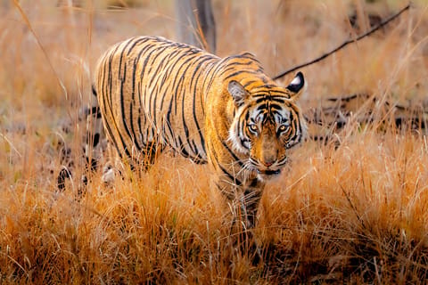 From Delhi: Golden Triangle Tour, Taj & Ranthambore Safari