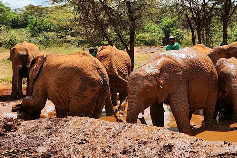 Nairobi: Elephant Orphanage and Giraffe Center Tour