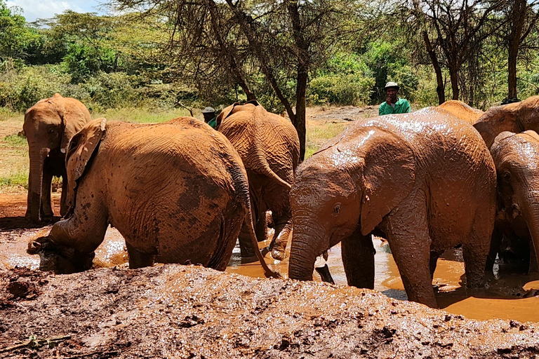 Nairobi: Wycieczka do sierocińca słoni i centrum żyraf