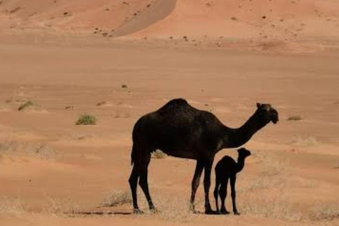 Salalah Desert: Ubar, Camel Ride & Sunset