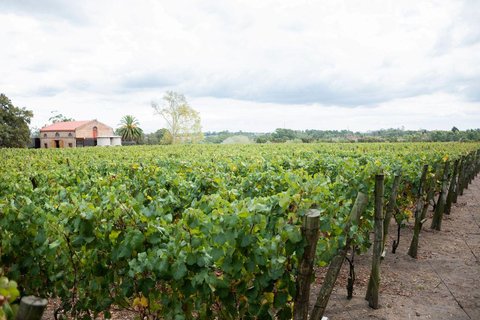 Montevideo: Viña Varela Zarranz Winery Tour with Tasting