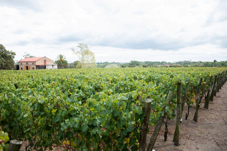 Montevideo: Viña Varela Zarranz Winery Tour with Tasting