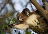 Private Group Great Ocean Road Tour (max 7 people) - Housity