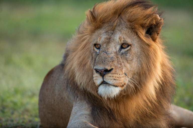 Tanzania: 7-Day Safari with Lodges & Game Drives