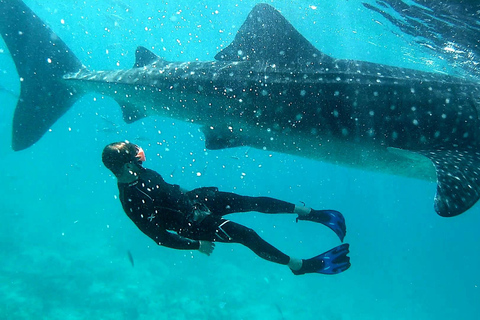 Cebu:Oslob Whale Sharks, Tumalog Falls & Moalboal Snorkeling