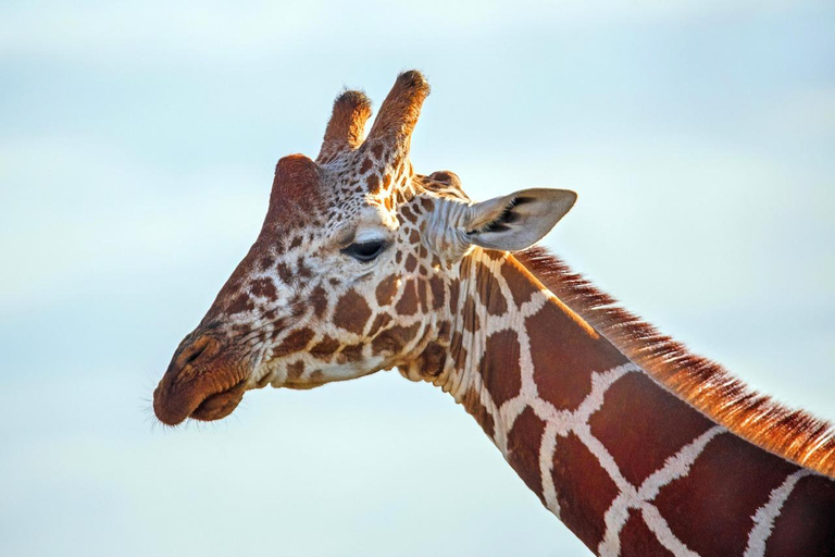 Nairobi: 8-daags safariavontuur in Tsavo East en West