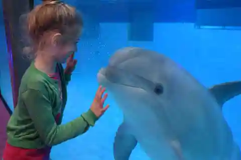 AttractionPark and Dolphinarium at Boudewijn Seapark