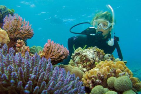 Silversonic Great Barrier Reef Dive & Snorkel Adventure