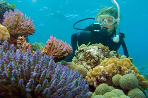 silversonic great barrier reef dive snorkel adventure