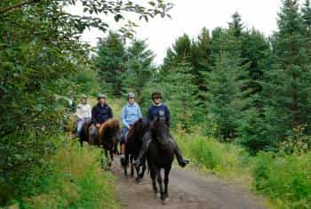 principiante horse ride attraverso hafnarfjordur campagna
