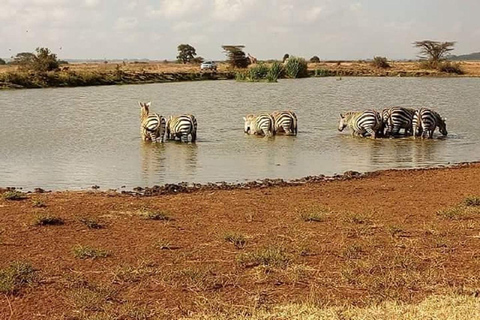 Parc national de Nairobi, orphelinat des éléphants, visite guidée d'une journée