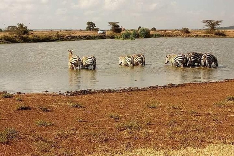Park Narodowy Nairobi, sierociniec dla słoni, jednodniowa wycieczka z przewodnikiem