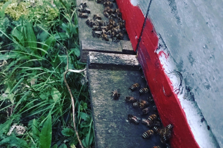 Denée : visite de ruches avec dégustation de miel local