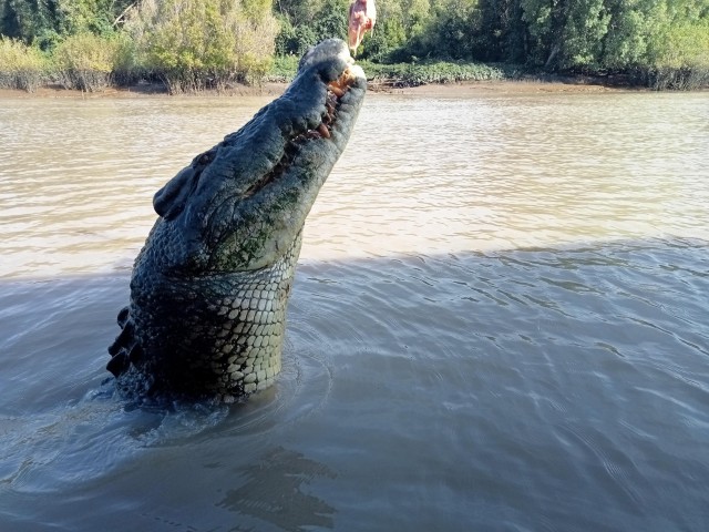 Litchfield Tour and Crocodiles - The best Private tour.