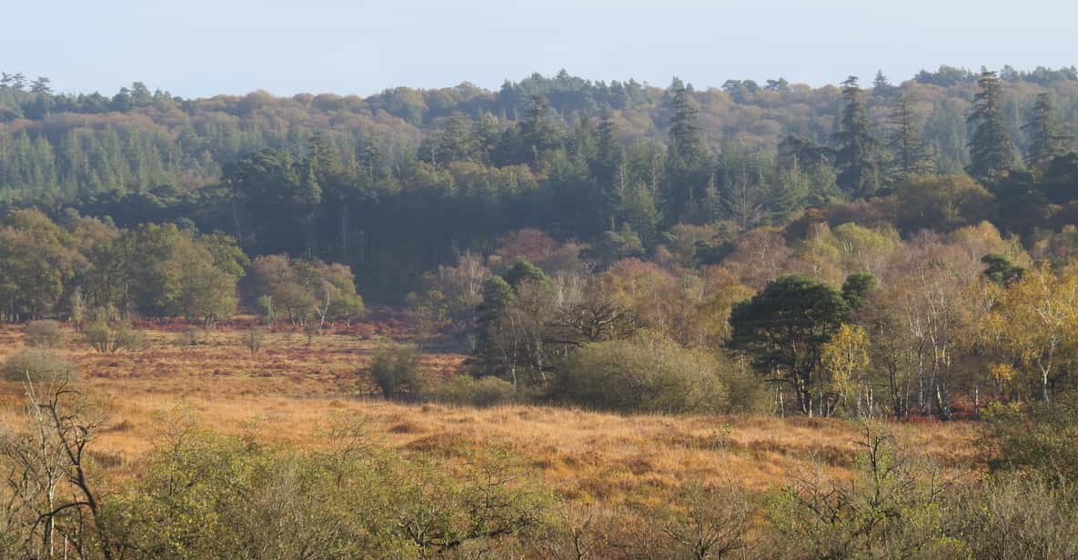 ニューフォレスト エクスプローラー ウォーク (ハンプトン リッジ) GetYourGuide