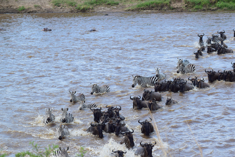 7-dniowe safari w Serengeti z wielką migracją antylop gnu