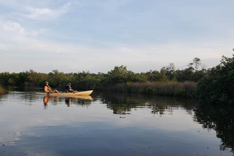 Daytona/New Smyrna Beach: Unforgettable Kayak Wildlife tours