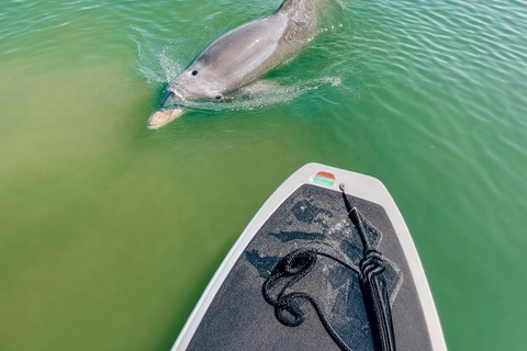 Florida: Indian River Daytime Manatee and Dolphin Kayak Tour Clear Bottom Kayak Day Tour