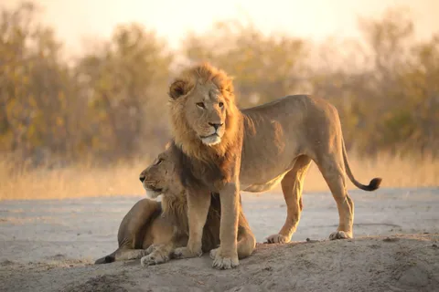 Excursion d'une journée à Chobe - Depuis Vic Falls