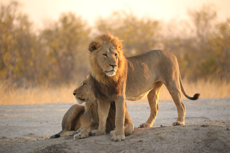 Excursión de un día a Chobe