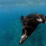 From Nusa Lembongan: Manta Snorkeling & Mangrove Island Tour