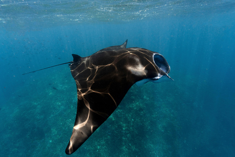 Nusa Penida: Gamat Bay & Manta Point Snorkeling Manta Bay, Gamat Bay & SD Point 3 Spots Snorkeling