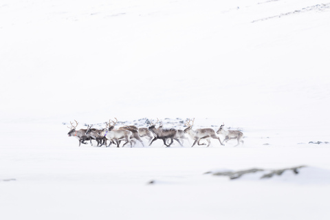 Explora os fiordes noruegueses e a vida selvagem a partir de Abisko.