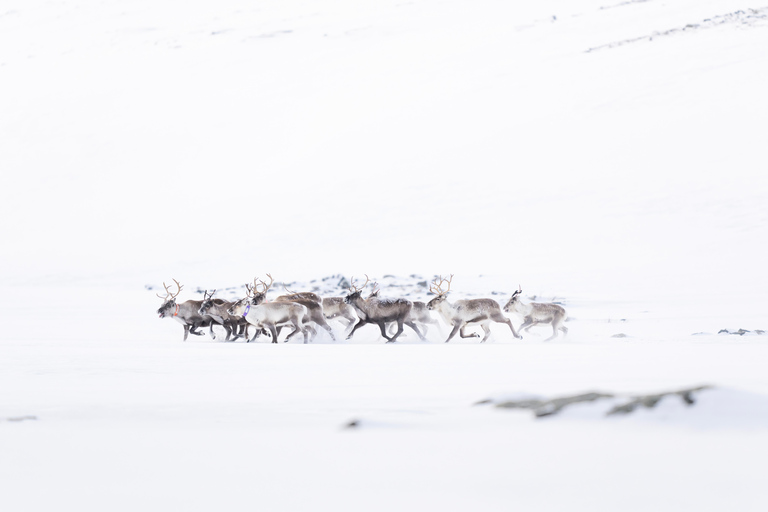 Verken de Noorse Fjorden en de wilde dieren vanuit Abisko.