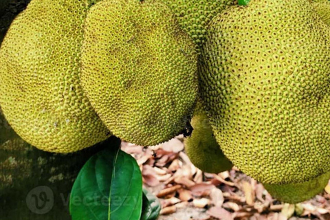 ZANZIBAR: Kryddodling, Stone Town-rundtur och Makachu DiversPRIVAT TUR TRANSFER INGÅR EJ