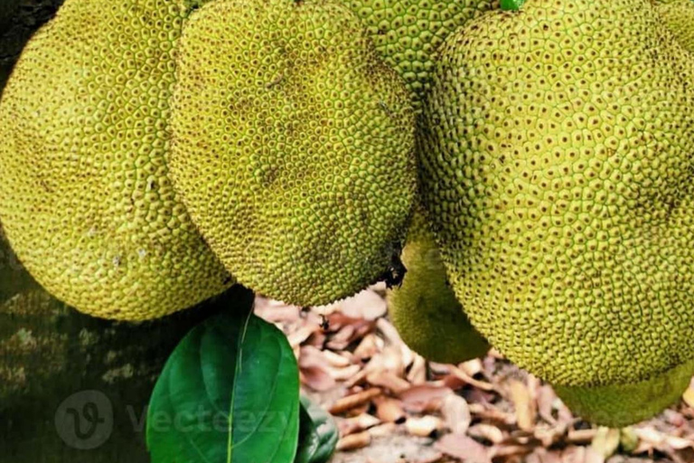 ZANZIBAR: Kryddodling, Stone Town-rundtur och Makachu DiversPRIVAT TUR TRANSFER INGÅR EJ