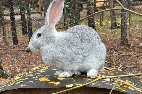 Rovaniemi: Santa's Day with Reindeer Moments & Snowman Magic