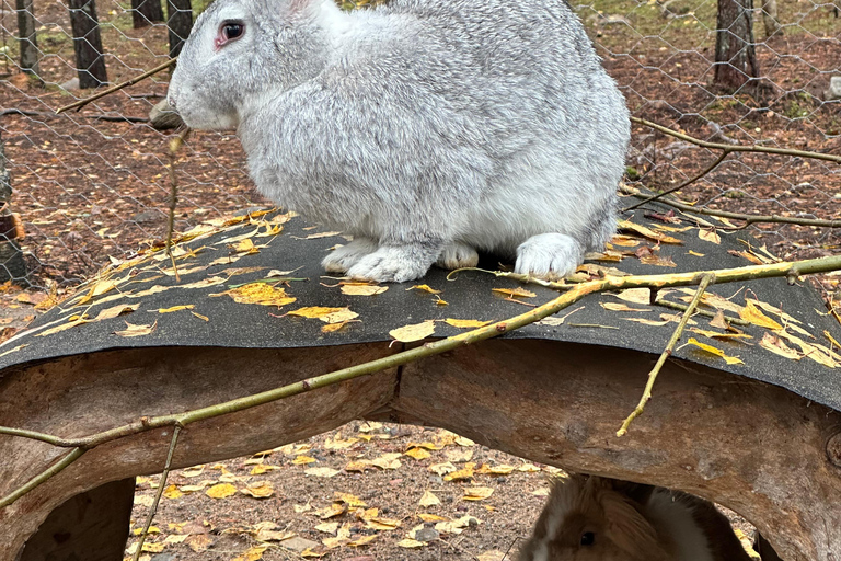 Rovaniemi: Santa's Day with Reindeer Moments & Snowman Magic