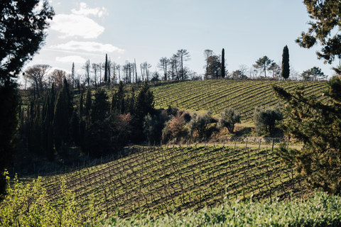 Von Florenz aus: Chianti-Hügel Halbtagestour mit WeinverkostungWeinkeller-Tour auf Englisch