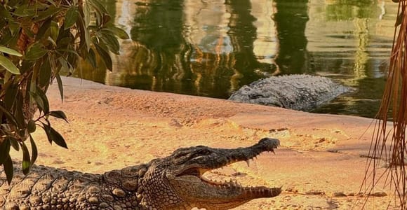 Djerba Explore: Crocodile Park & Lalla Hadria Museum Tour