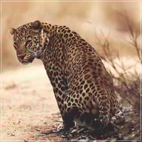 Jaipur、Jhalna Leopard Safariプライベートツアー - Housity