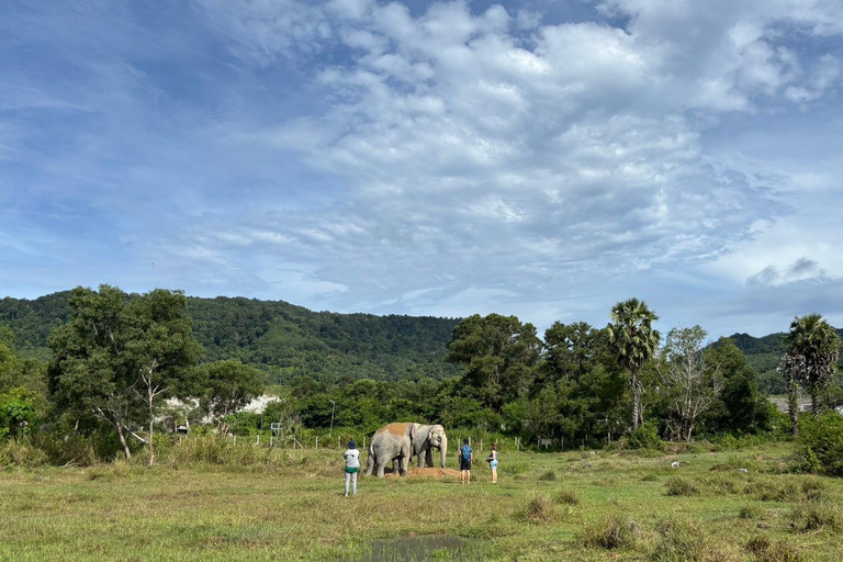 Phuket: Reserva de elefantes Freedom - Paseo por la naturaleza etéreaPhuket: Tour por la reserva natural Freedom Elephant Reserve con paseo y alimentación de elefantes