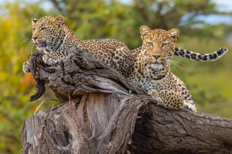 Jaipur: Jhalana leopard safari wycieczka prywatna