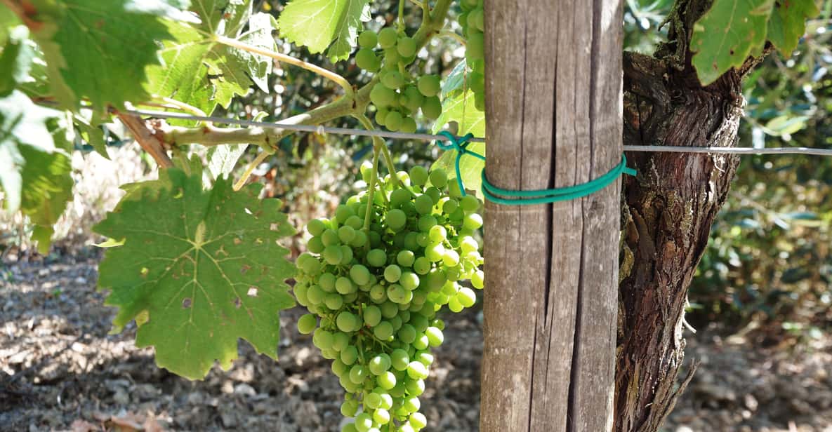 Afbeelding 3 van Chianti: biologische tuin en wijnproeverij