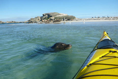 Perth : Excursion en kayak de mer dans le parc marin des îles Shoalwater