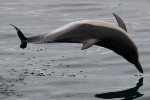 Gibraltar : croisière de 1 h et observation de dauphins