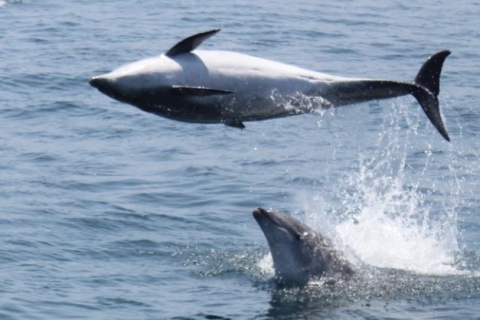 Gibraltar: 1-godzinny rejs z obserwacją delfinów
