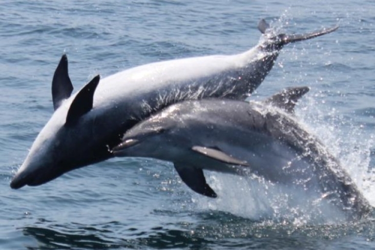 Gibraltar: crucero de 1h de avistamiento de delfines