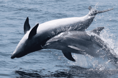 Gibraltar: 1-Hour Dolphin Watching Cruise