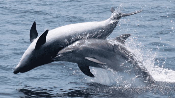 gibraltar croisière de 1 h et observation de dauphins