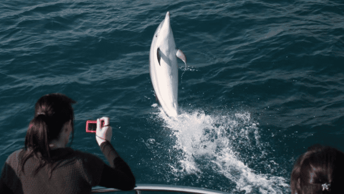 gibraltar 1hour dolphin watching cruise