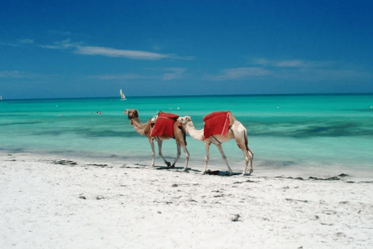 Heritage &amp; Art Discovery: An Unforgettable Day in Djerba