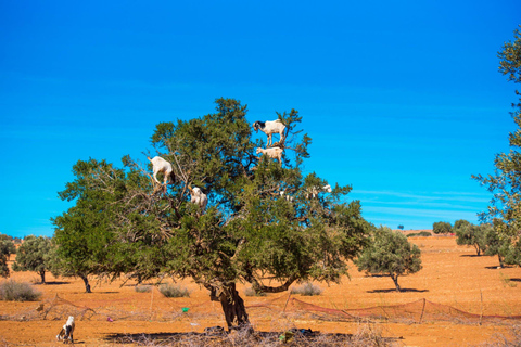 Agadir: Goat on Trees & Crocodile Park, w tym HotelPickup