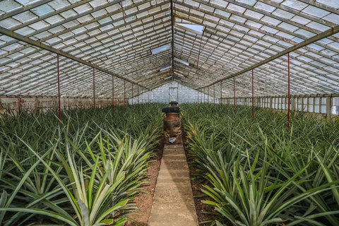 维拉弗兰卡多坎普：定居者小镇导览游中午 12 点酒店接载